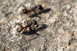 ¿Cuál es la mejor empresa para Fumigación de hormigas en Panama?