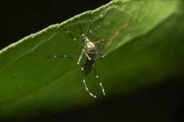 Fumigación de mosquitos en negocios Panama