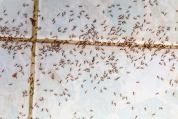 Como eliminar hormigas en Panama