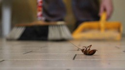 Identificar y eliminar especies de cucarachas