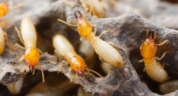 ¿Comprando una casa? ¿Por qué es importante su revisión de termitas?