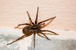 Servicio de Fumigación de arañas en Panamá